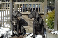 /album/fotogalerie-nachzucht/cassi-und-don-jpg/